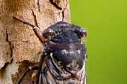Cherrynose Cicada (Macrotristria angularis)